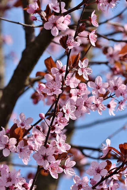 El Viejo que hacía florecer los árboles